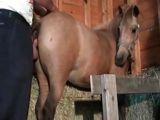 Brown horse is being fucked hard